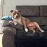 dog, pit_bull, pet, couch, sofa, living_room, indoor, relaxed, lying_down, sitting, brown_fur, white_fur, brindle, floppy_ears, pink_nose, paws, blanket, pillow, remote_control, coffee_table