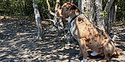 Oslow a rejoint le concours — aidez-le/la à gagner de superbes lots ! dog, outdoor, tree, leaves, shade, rocky_ground, nature, animal, pet, sitting, collar, sunlight, shadow, forest, brown_spotted, quiet, calm, daytime, canine, environment