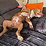 Oslow a rejoint le concours — aidez-le/la à gagner de superbes lots ! dog, sleeping, couch, blanket, pillow, stuffed_animal, indoor, relaxation, brown_dog, white_markings, pet, home, comfort, furniture, resting, animal, cute, peaceful, canine, cozy