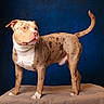 dog, canine, pit_bull, standing, portrait, studio, blue_background, brown_coat, brindle, white_chest, white_paws, curled_tail, short_hair, muscular, animal, pet, alert, cushion, indoor, photography