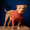 dog, pit_bull, sweater, clothing, portrait, studio, blue_background, standing, animal, pet, canine, short_hair, brown, rust_color, fashion, serious, front_view, platform, tail, indoor