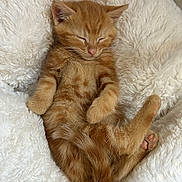 Weasley a rejoint le concours — aidez-le/la à gagner de superbes lots ! kitten, cat, sleeping, ginger, orange_fur, fluffy, blanket, cozy, cute, pet, animal, young, fur, relaxed, indoors, paw, resting, soft, adorable, nap