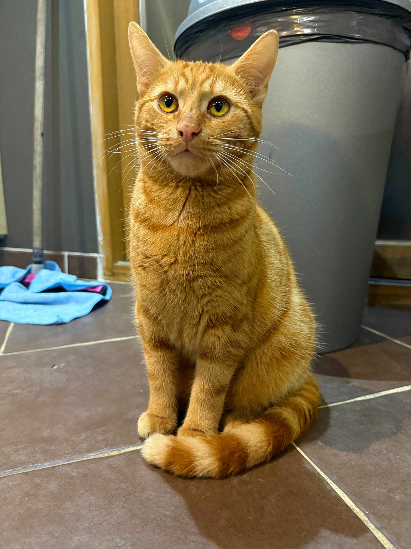 Weasley a rejoint le concours — aidez-le/la à gagner de superbes lots ! cat, ginger_cat, pet, indoor, floor, curious, tail, whiskers, ears, animal, feline, mammal, sitting, orange, striped, domestic_cat, tile_floor, household, trash_bin, cloth