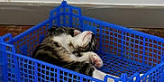 Mew a rejoint le concours — aidez-le/la à gagner de superbes lots ! cat, sleeping, crate, blue, plastic, floor, tile, indoor, pet, animal, relaxing, paw, whiskers, fur, resting, cozy, home, cute, tabby, napping