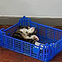 cat, sleeping, crate, blue, plastic, floor, tile, indoor, pet, animal, relaxing, paw, whiskers, fur, resting, cozy, home, cute, tabby, napping