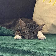 Mew participe au concours pour gagner de l'argent avec cette photo : cat, tabby, sleeping, paws, blanket, cushion, cozy, indoor, resting, feline, pet, fur, relaxed, home, comfort, animal, cute, soft, nap, quiet