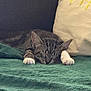 cat, tabby, sleeping, paws, blanket, cushion, cozy, indoor, resting, feline, pet, fur, relaxed, home, comfort, animal, cute, soft, nap, quiet