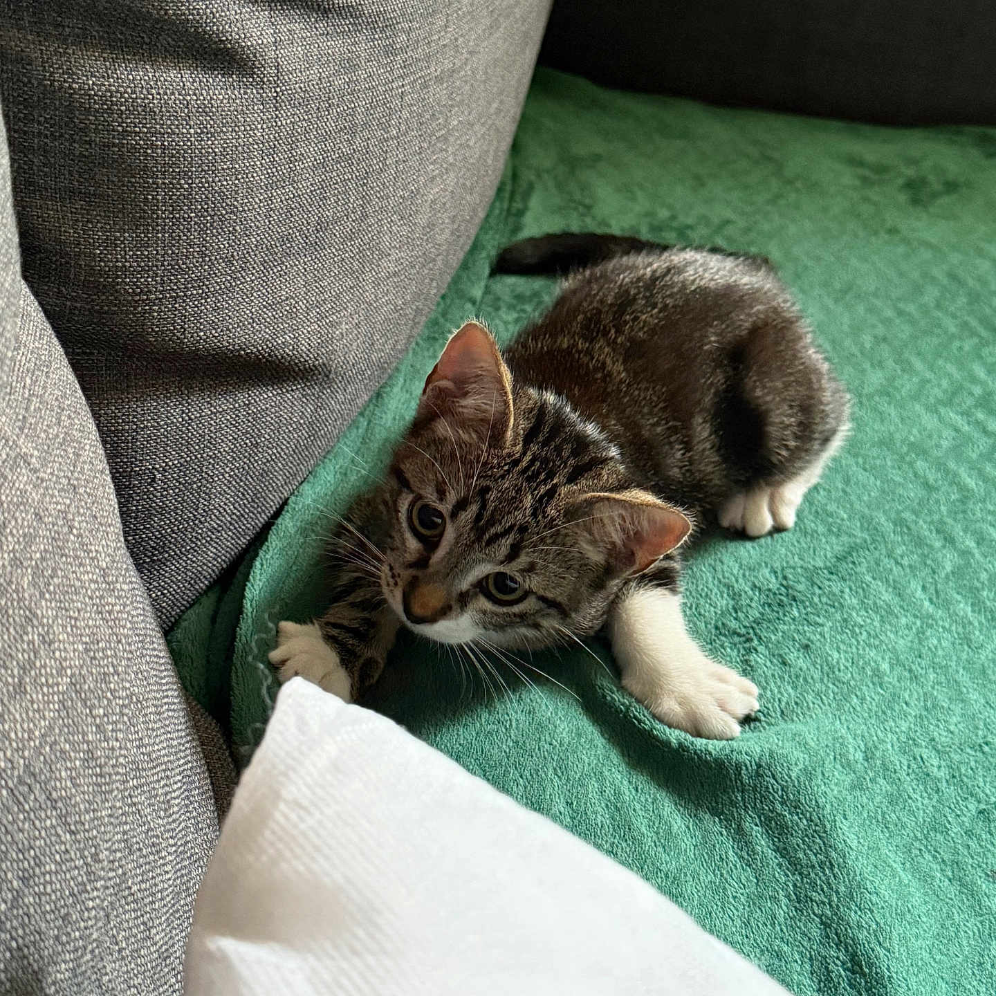 Mew participe au concours pour gagner de l'argent avec cette photo : animal, cat, claws, cozy, curious, cute, feline, fur, gray_cushion, green_blanket, indoor, kitten, pet, playful, resting, small, tabby, whiskers, white_paws, young