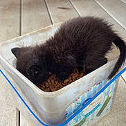 Dobby is registered to the contest to win money with this photo: kitten, black_cat, cat_food, container, plastic_box, rubber_band, wooden_surface, brick_wall, pet, animal, feline, cute, small, fur, indoor, meal, feeding, cozy, adorable, young