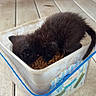 kitten, black_cat, cat_food, container, plastic_box, rubber_band, wooden_surface, brick_wall, pet, animal, feline, cute, small, fur, indoor, meal, feeding, cozy, adorable, young