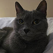 Rosie is registered to the contest to win money with this photo: cat, grey_cat, feline, pet, portrait, close_up, whiskers, ears, yellow_eyes, bed, blanket, indoor, fur, lying_down, nose, paws, tail, domestic_animal, cozy, stare