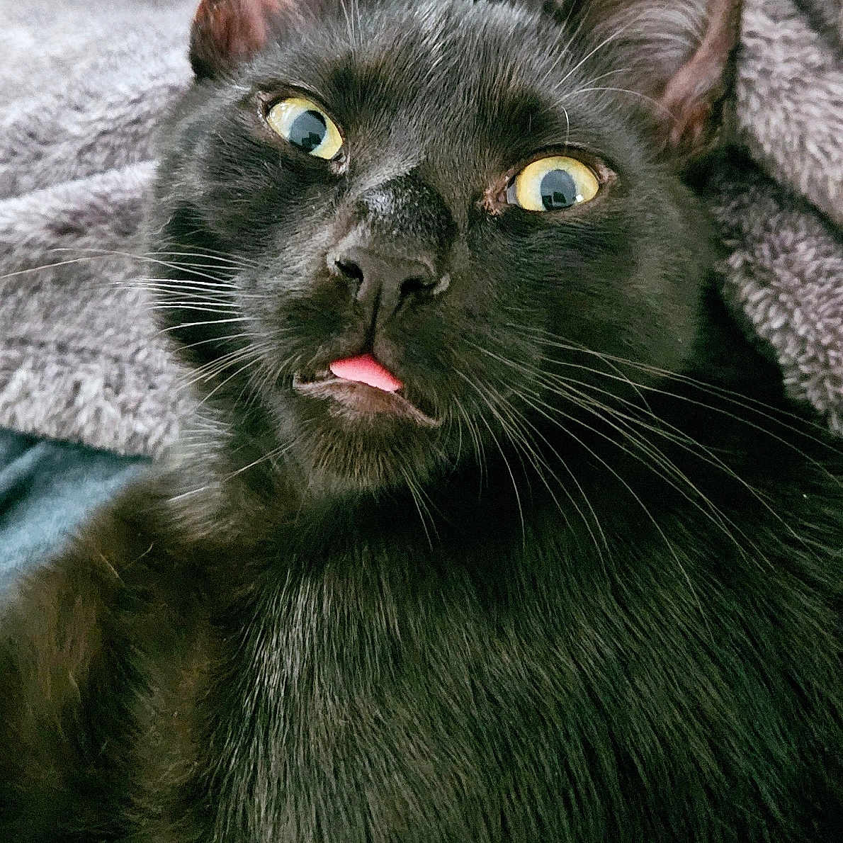 Gomez Cattams joined the competition — help win amazing prizes! animal, bird, blackbird, blackcat, blanket, bodypart, cat, face, head, kitten, manx, mouth, person, pet, photography, portrait, quilt, tongue, towel