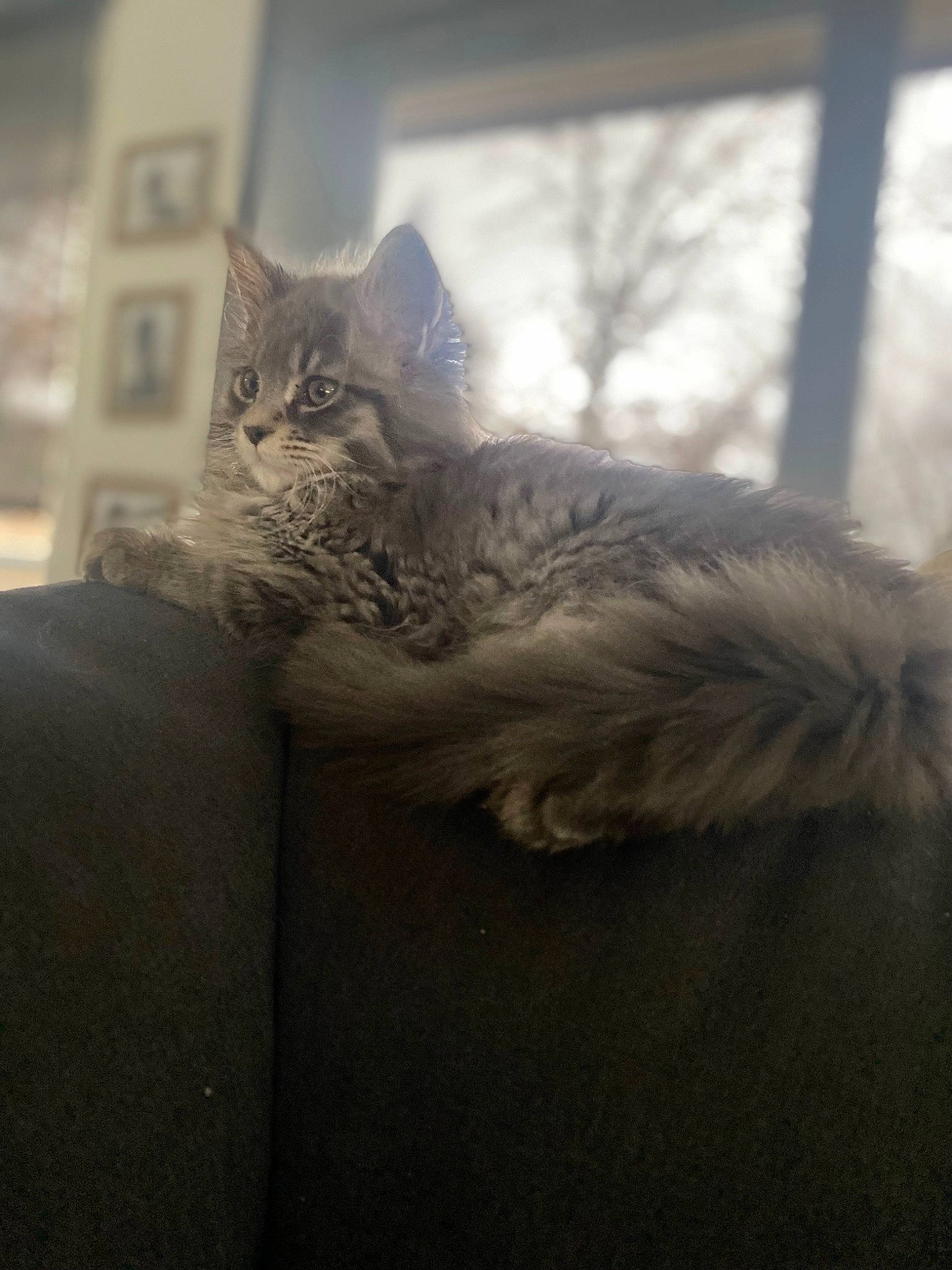 Sisi participe au concours pour gagner de l'argent avec cette photo : carnivore, cat, claw, comfort, domestic_short_haired_cat, fawn, felidae, fur, grey, paw, plant, sitting, small_to_medium_sized_cats, snout, tail, tree, whiskers, window, winter, wood