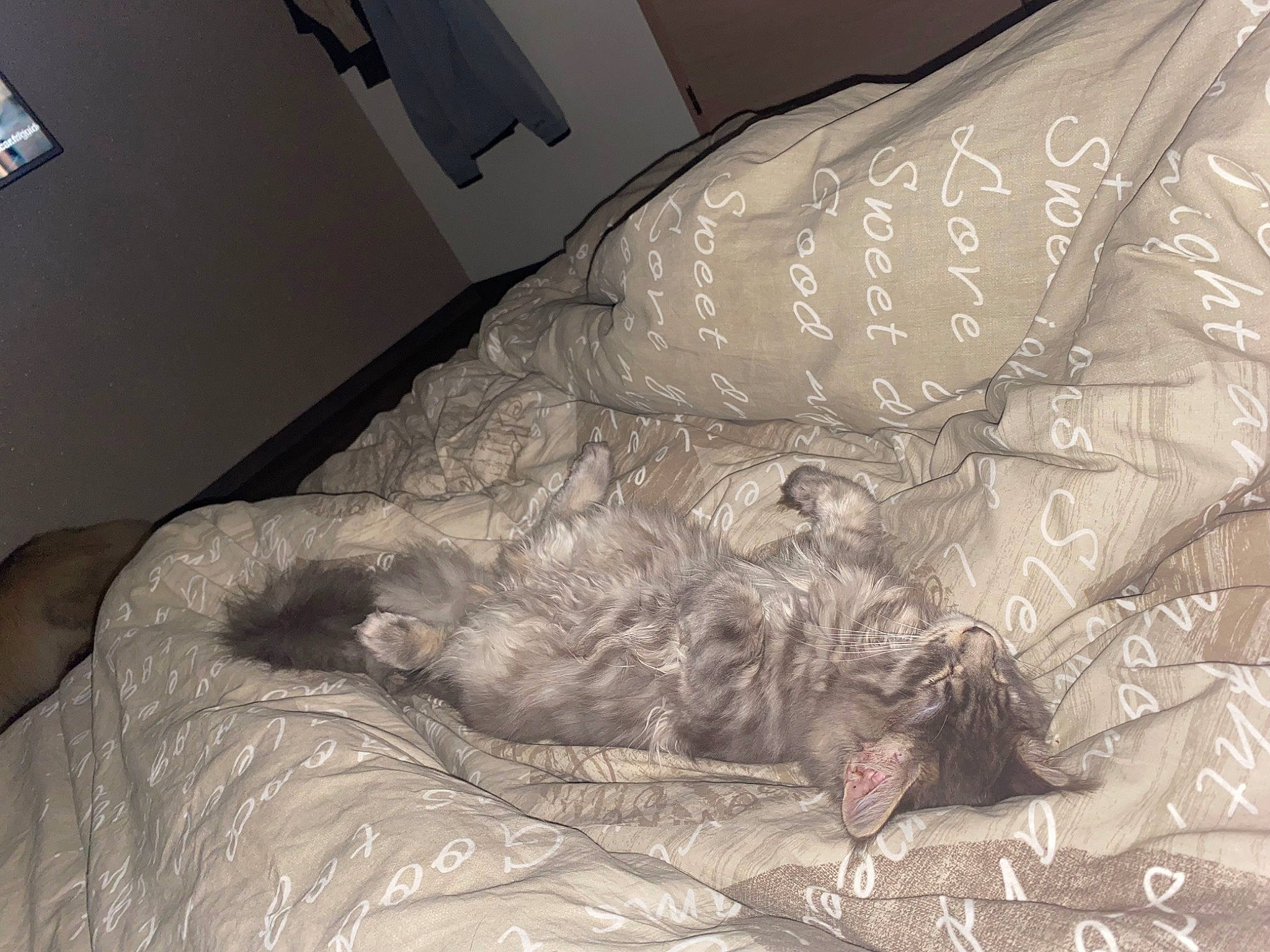 Sisi a rejoint le concours — aidez-le/la à gagner de superbes lots ! bed_frame, bed_sheet, bedding, bedroom, carnivore, comfort, companion_dog, darkness, dog, duvet, flesh, grey, linens, monochrome, monochrome_photography, pattern, room, sporting_group, textile, tints_and_shades