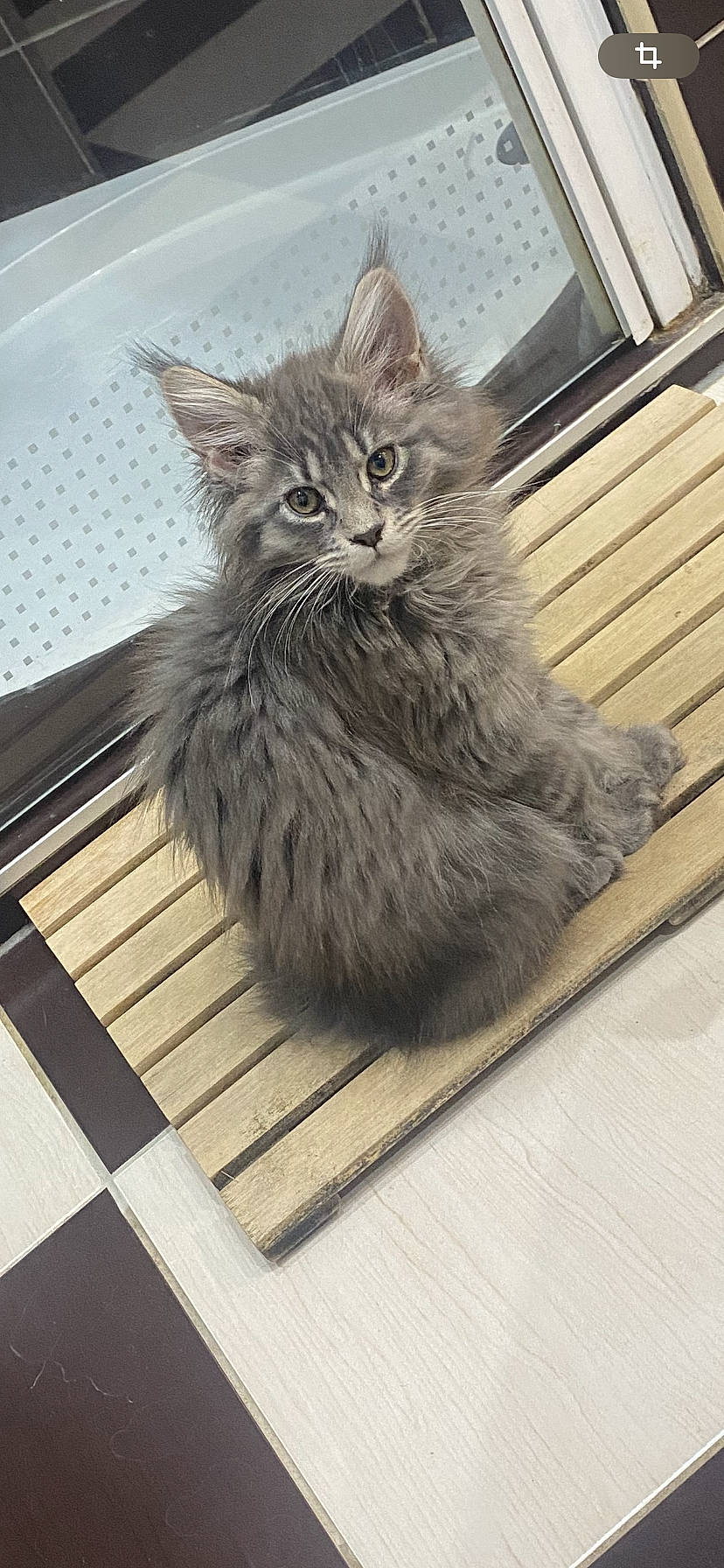 Sisi participe au concours pour gagner de l'argent avec cette photo : box, carnivore, cat, claw, domestic_short_haired_cat, felidae, flooring, fur, grey, hardwood, maine_coon, paw, rectangle, sitting, small_to_medium_sized_cats, snout, tail, whiskers, window, wood