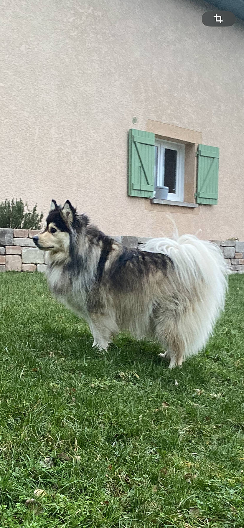 Spaïky participe au concours pour gagner de l'argent avec cette photo : ancient_dog_breeds, canidae, carnivore, companion_dog, dog, dog_breed, fur, grass, herding_dog, plant, snout, sporting_group, tail, terrestrial_animal, tervuren, window, working_animal, working_dog