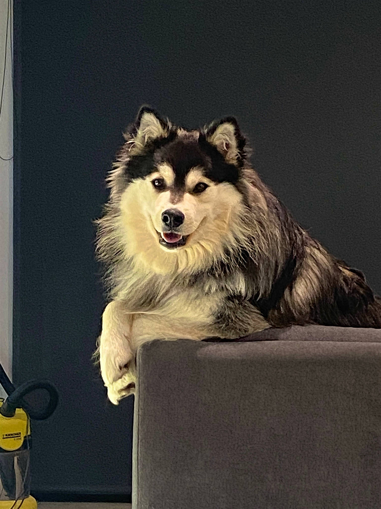 Spaïky participe au concours pour gagner de l'argent avec cette photo : ancient_dog_breeds, canidae, carnivore, companion_dog, dog, dog_breed, dog_supply, fang, font, fur, metal, musical_instrument, picture_frame, plant, snout, terrestrial_animal, tree, whiskers, window, working_dog