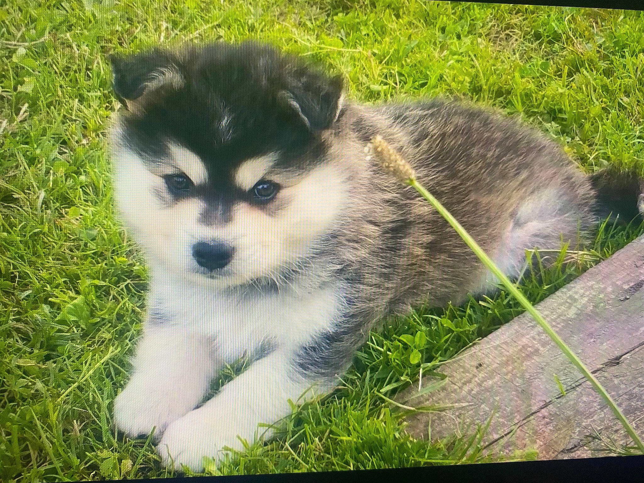 Spaïky participe au concours pour gagner de l'argent avec cette photo : ancient_dog_breeds, canidae, canis, carnivore, companion_dog, dog, dog_breed, fur, grass, non_sporting_group, sled_dog, snout, sporting_group, terrestrial_animal, whiskers, wildlife, wolf, working_dog