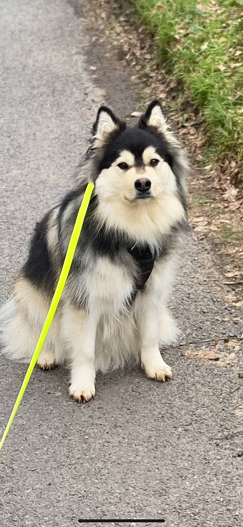 Spaïky participe au concours pour gagner de l'argent avec cette photo : ancient_dog_breeds, canidae, canis, carnivore, collar, companion_dog, dog, dog_breed, fur, herding_dog, leash, siberian_husky, sled_dog, snout, sporting_group, tail, terrestrial_animal, wildlife, working_animal, working_dog