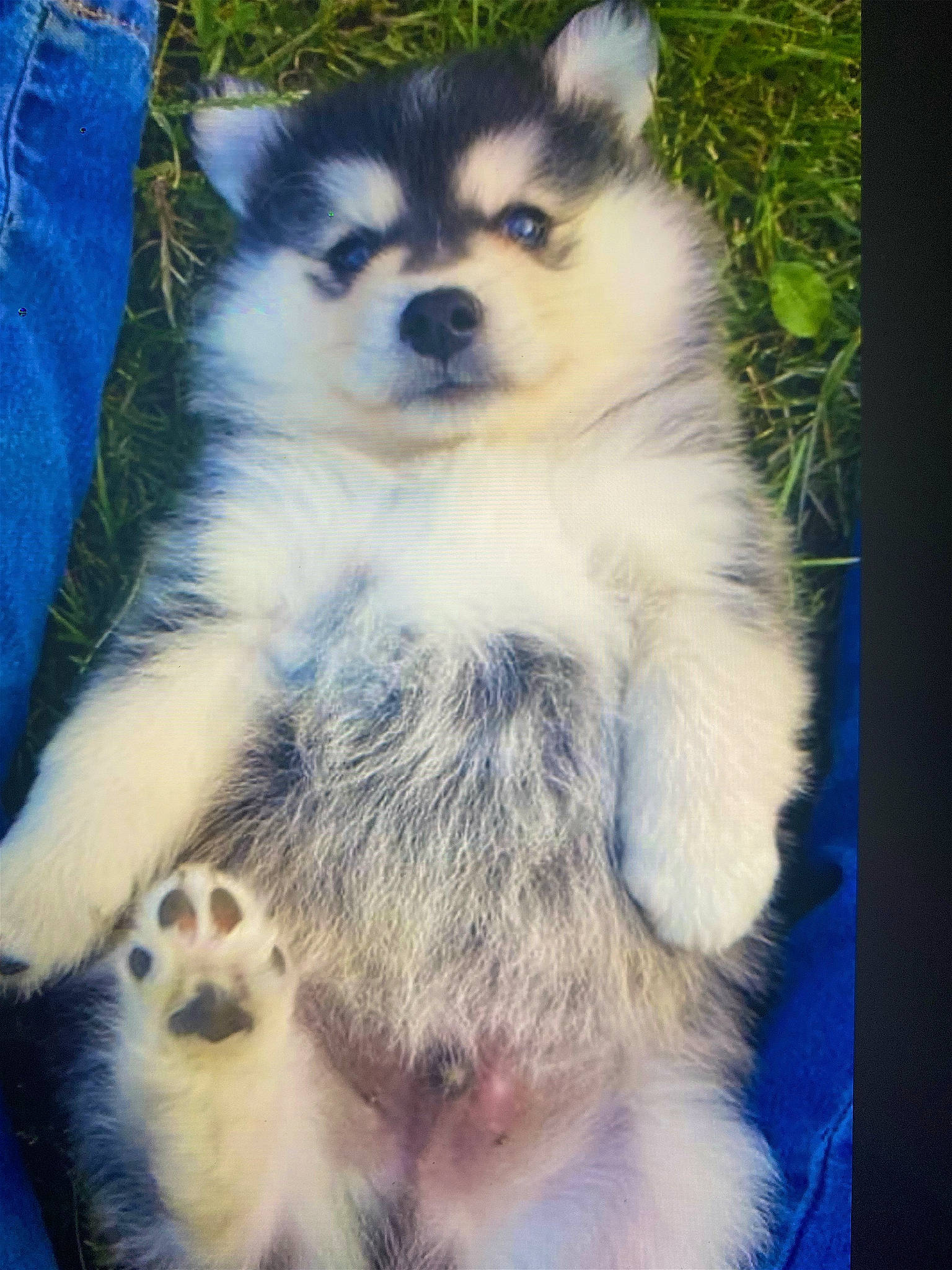 Spaïky participe au concours pour gagner de l'argent avec cette photo : ancient_dog_breeds, blue, canidae, canis, carnivore, companion_dog, dog, dog_breed, electric_blue, foot, fur, light, paw, sled_dog, snout, terrestrial_animal, whiskers, wildlife, working_animal, working_dog