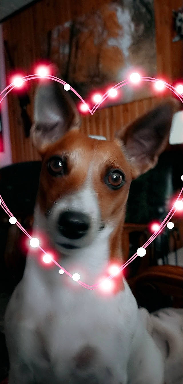 Lady