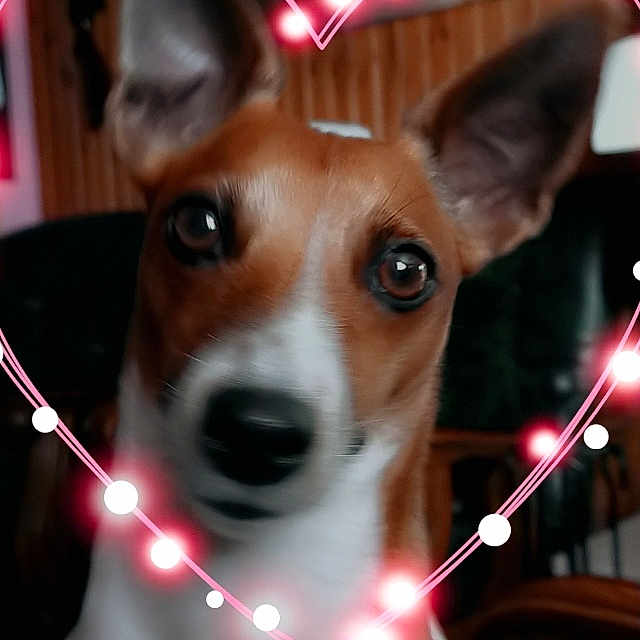Lady