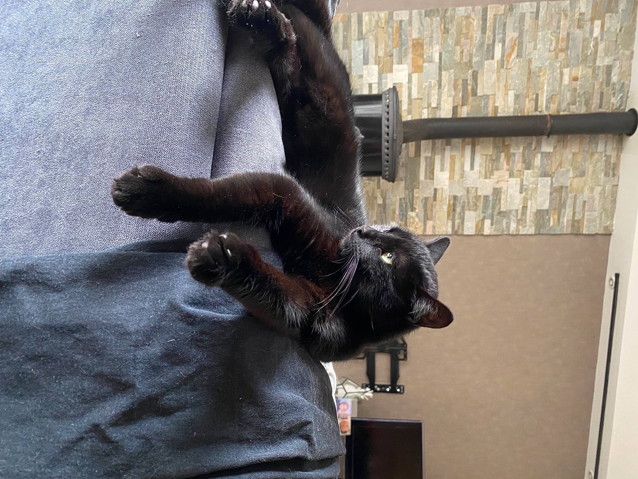 Pia participe au concours pour gagner de l'argent avec cette photo : black_cat, canidae, carnivore, cat, claw, comfort, dog_breed, domestic_short_haired_cat, felidae, fur, human_leg, small_to_medium_sized_cats, snout, sporting_group, tail, whiskers, window, wood