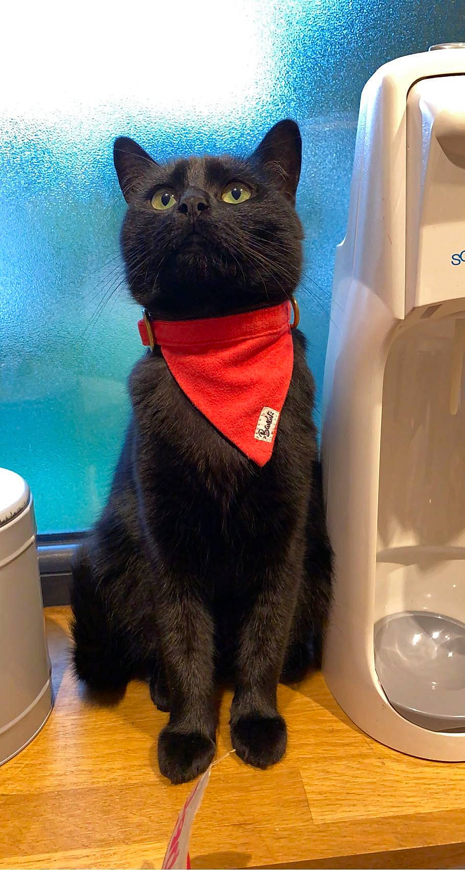 Pia participe au concours pour gagner de l'argent avec cette photo : black_cat, bombay, carnivore, cat, comfort, domestic_short_haired_cat, electric_blue, felidae, flooring, fur, kitchen_utensil, packaging_and_labeling, pet_supply, shipping_box, small_to_medium_sized_cats, snout, tail, terrestrial_animal, whiskers, window