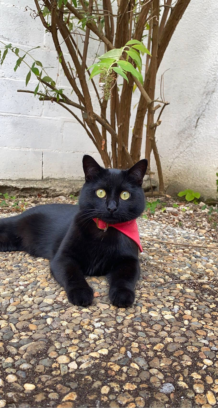 Pia a rejoint le concours — aidez-le/la à gagner de superbes lots ! black_cat, bombay, carnivore, cat, domestic_short_haired_cat, felidae, flowerpot, fur, grass, grey, houseplant, plant, road_surface, shrub, sitting, small_to_medium_sized_cats, snout, tail, terrestrial_animal, whiskers