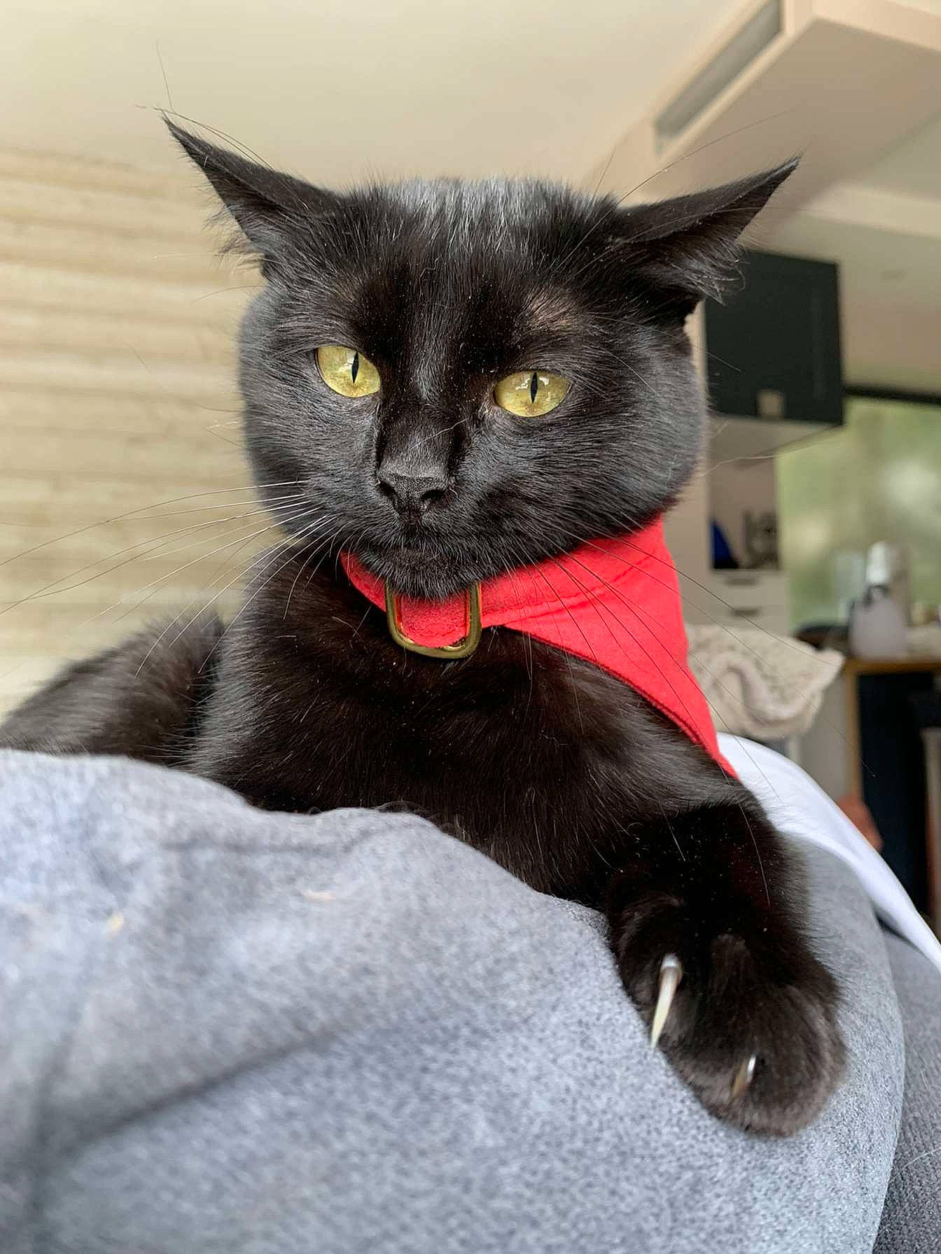 Pia a rejoint le concours — aidez-le/la à gagner de superbes lots ! black_cat, carmine, carnivore, cat, claw, comfort, domestic_short_haired_cat, eye, felidae, fur, grey, havana_brown, head, leg, pet_supply, sitting, small_to_medium_sized_cats, snout, tail, whiskers