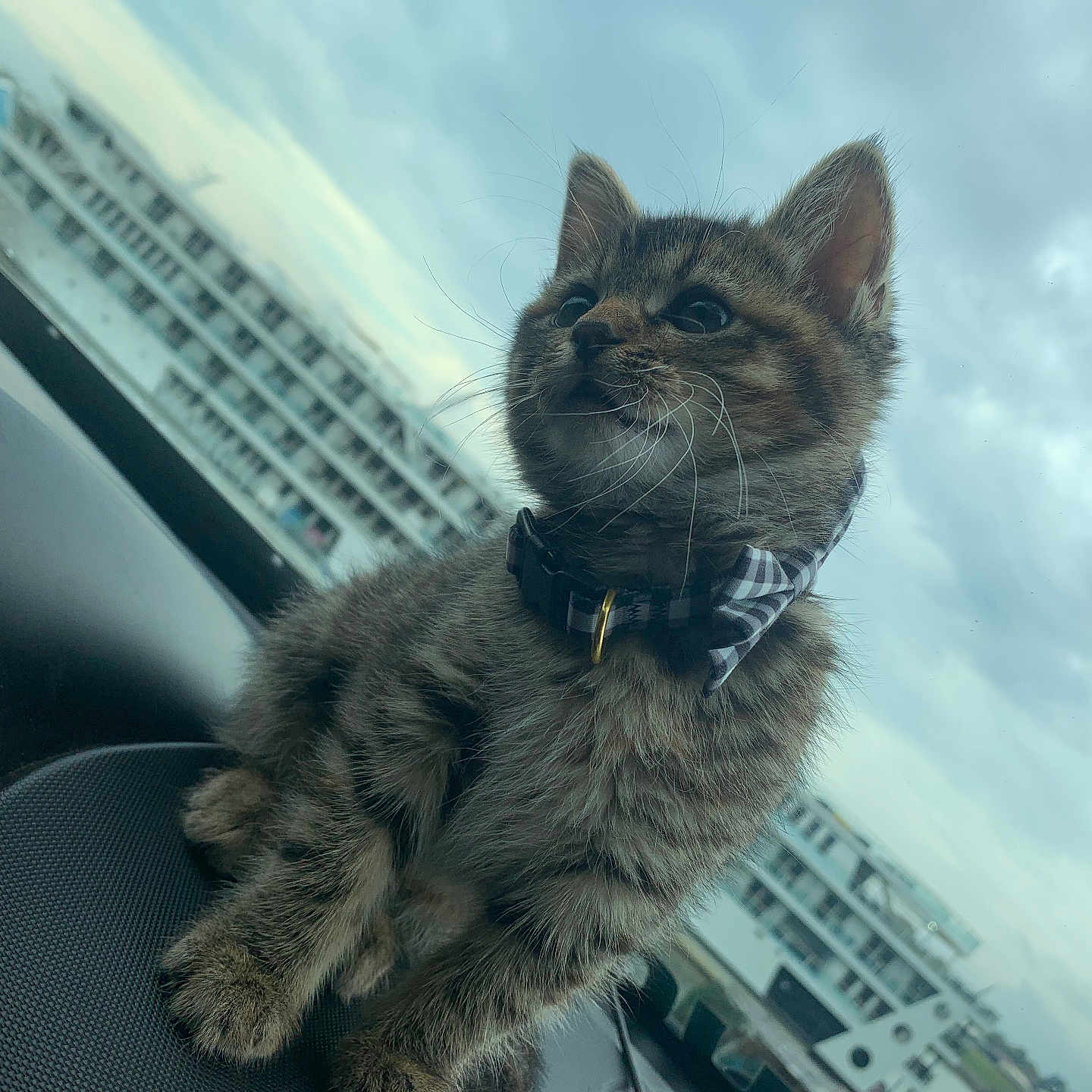 Eevy is registered to the contest to win money with this photo: abyssinian, accessories, animal, architecture, building, car, cat, city, face, head, kitten, manx, officebuilding, person, pet, photography, portrait, transportation, urban, vehicle