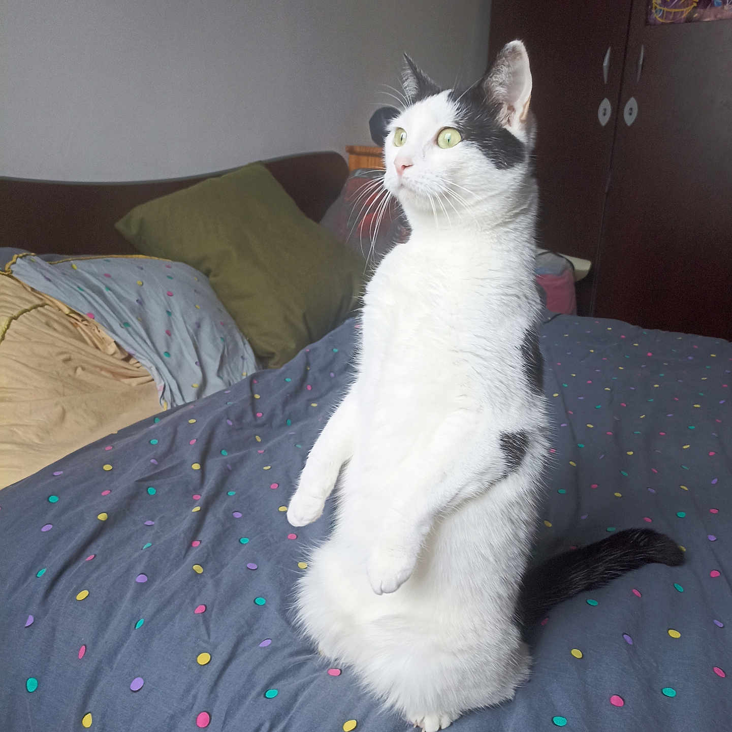 Lola participe au concours pour gagner de l'argent avec cette photo : abyssinian, animal, bed, bedroom, blanket, cat, couch, cushion, furniture, homedecor, indoors, kitten, linen, manx, pet, plywood, room, siamese, slate, wood