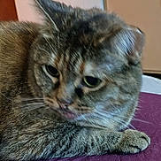 Princess Marie Wolfe is registered to the contest to win money with this photo: cat, tabby, feline, pet, animal, fur, whiskers, ears, green_eyes, tongue, paws, lying_down, relaxed, sleepy, grumpy, close_up, portrait, indoors, purple_surface, wooden_background