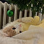 Winnie participe au concours pour gagner de l'argent avec cette photo : animal, blanket, cat, christmas_tree, closeup, cozy, cream, curious, cute, decor, feline, fluffy, green_ornament, holiday, indoor, pet, relaxed, resting, soft, white