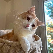 Winnie participe au concours pour gagner de l'argent avec cette photo : animal, cat, cat_bed, close_up, cozy, curious, domestic_cat, feline, fur, head_tilt, indoor, orange_cat, pet, pink_nose, relaxed, soft_texture, sunlight, whiskers, white_cat, window