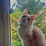 Winnie participe au concours pour gagner de l'argent avec cette photo : animal, background, cat, collar, curious, domestic, feathers, feline, fluffy, greenery, house, indoor, light, nature, pet, pine_tree, playful, shadow, toy, window