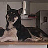 Leia participe au concours pour gagner de l'argent avec cette photo : animal, appliance, black_and_white, calm, canine, countertop, dog, dog_breed, domestic, floor, furniture, home, household, indoor, kitchen, laying_down, pet, portrait, relaxed, room