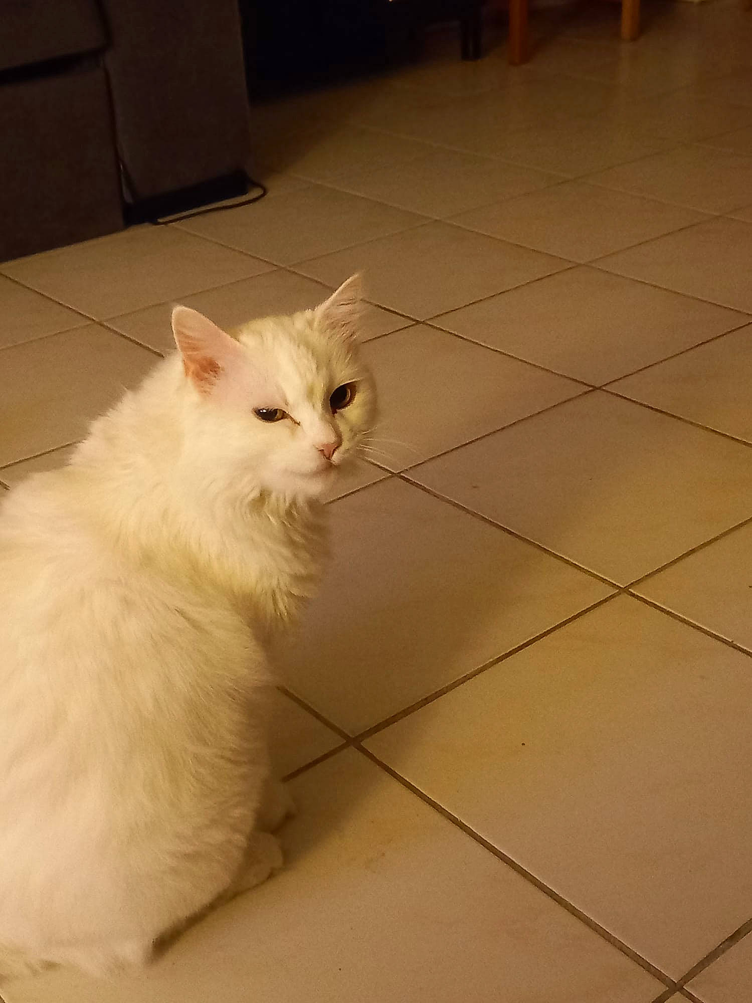 Blanca participe au concours pour gagner de l'argent avec cette photo : carnivore, cat, domestic_short_haired_cat, fawn, felidae, flooring, fur, hardwood, paw, plywood, small_to_medium_sized_cats, snout, tail, terrestrial_animal, tile_flooring, varnish, whiskers, wood, wood_flooring, wood_stain