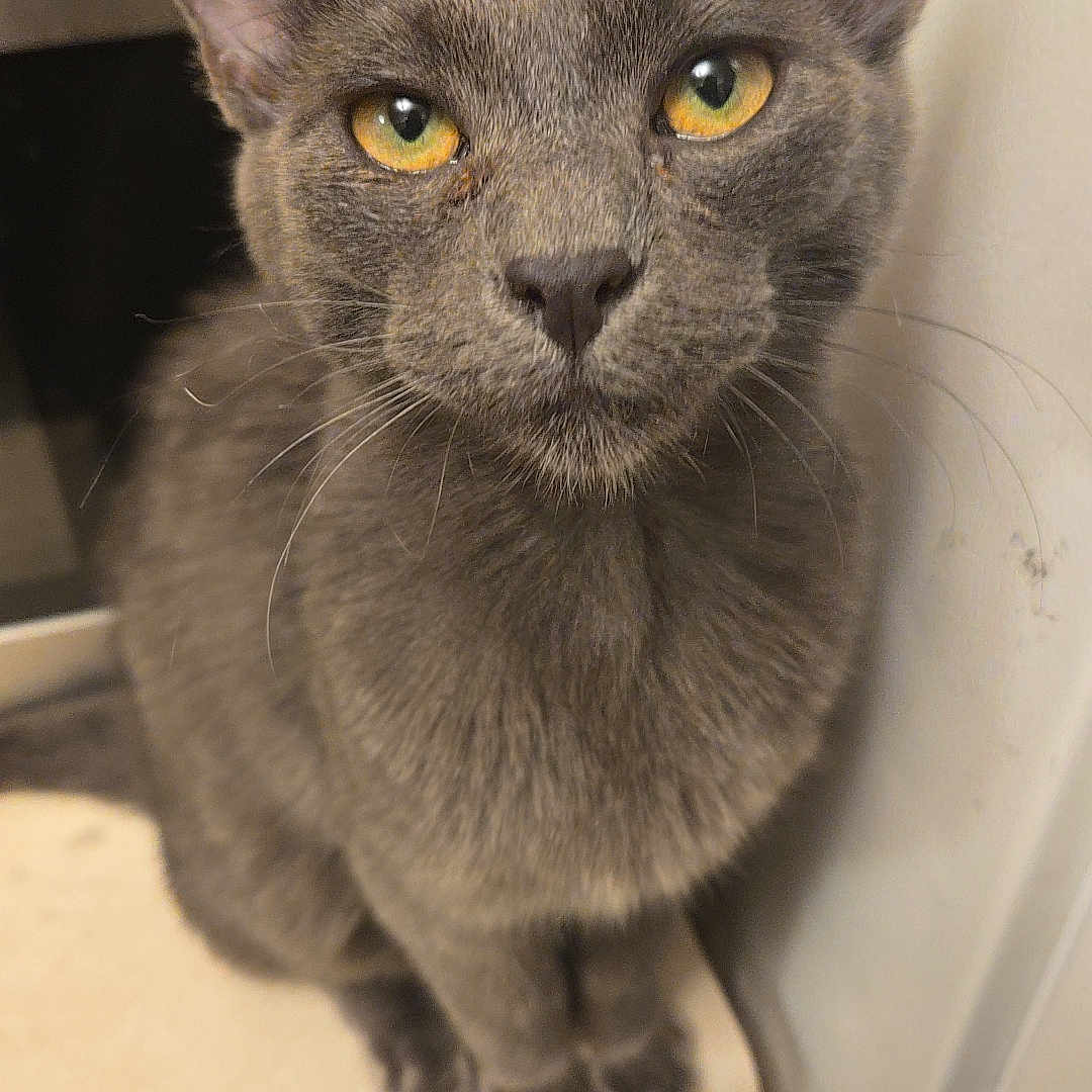 Smokey Quartz joined the competition — help win amazing prizes! abyssinian, animal, blackcat, bookcase, cat, closet, cupboard, drawer, furniture, kitten, manx, pet, plywood, shelf, siamese, wood