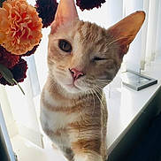 Jasper joined the competition — help win amazing prizes! cat, orange_tabby, winking, paw, flower, bouquet, window, vertical_blinds, sunlight, indoor, pet, whiskers, fur, pink_nose, closeup, cute, playful, animal, domestic_cat, curious