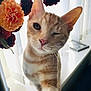cat, orange_tabby, winking, paw, flower, bouquet, window, vertical_blinds, sunlight, indoor, pet, whiskers, fur, pink_nose, closeup, cute, playful, animal, domestic_cat, curious