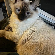 Neïro participe au concours pour gagner de l'argent avec cette photo : cat, kitten, fluffy, long_hair, feline, portrait, blue_eyes, mask, whiskers, ears, fur, indoor, pet, relaxed, resting, close_up, desk, keyboard, computersetup, cozy