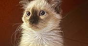 Nuxa participe au concours pour gagner de l'argent avec cette photo : kitten, cat, siamese, fluffy, fur, whiskers, ears, eyes, pet, animal, cute, indoor, young, portrait, curious, sitting, feline, small, adorable, mammal