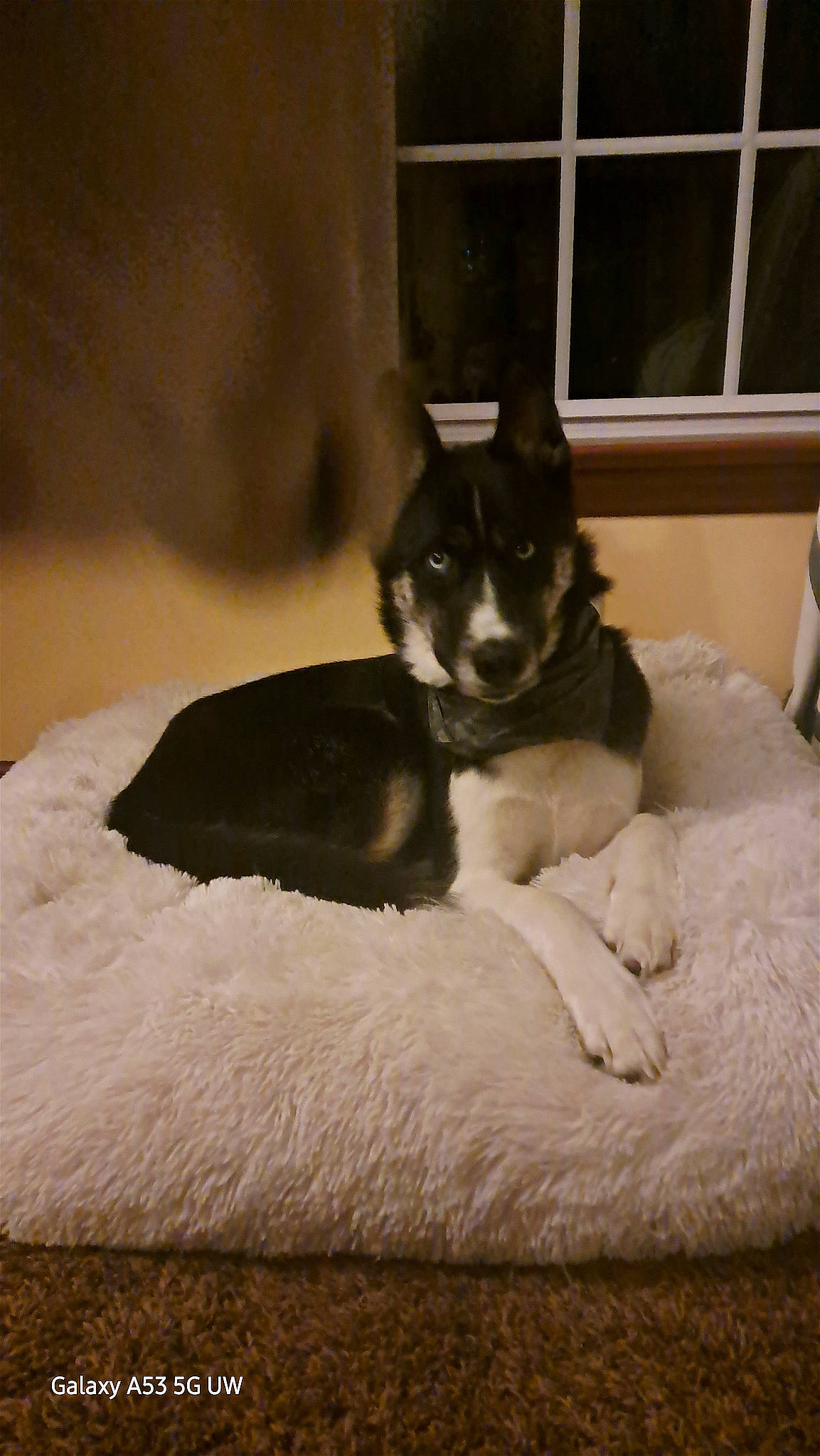 Rocky is registered to the contest to win money with this photo: canidae, carnivore, comfort, companion_dog, dog, dog_breed, felidae, fur, non_sporting_group, paw, sitting, snout, sporting_group, terrestrial_animal, toy_dog, whiskers, window, window_blind, working_animal