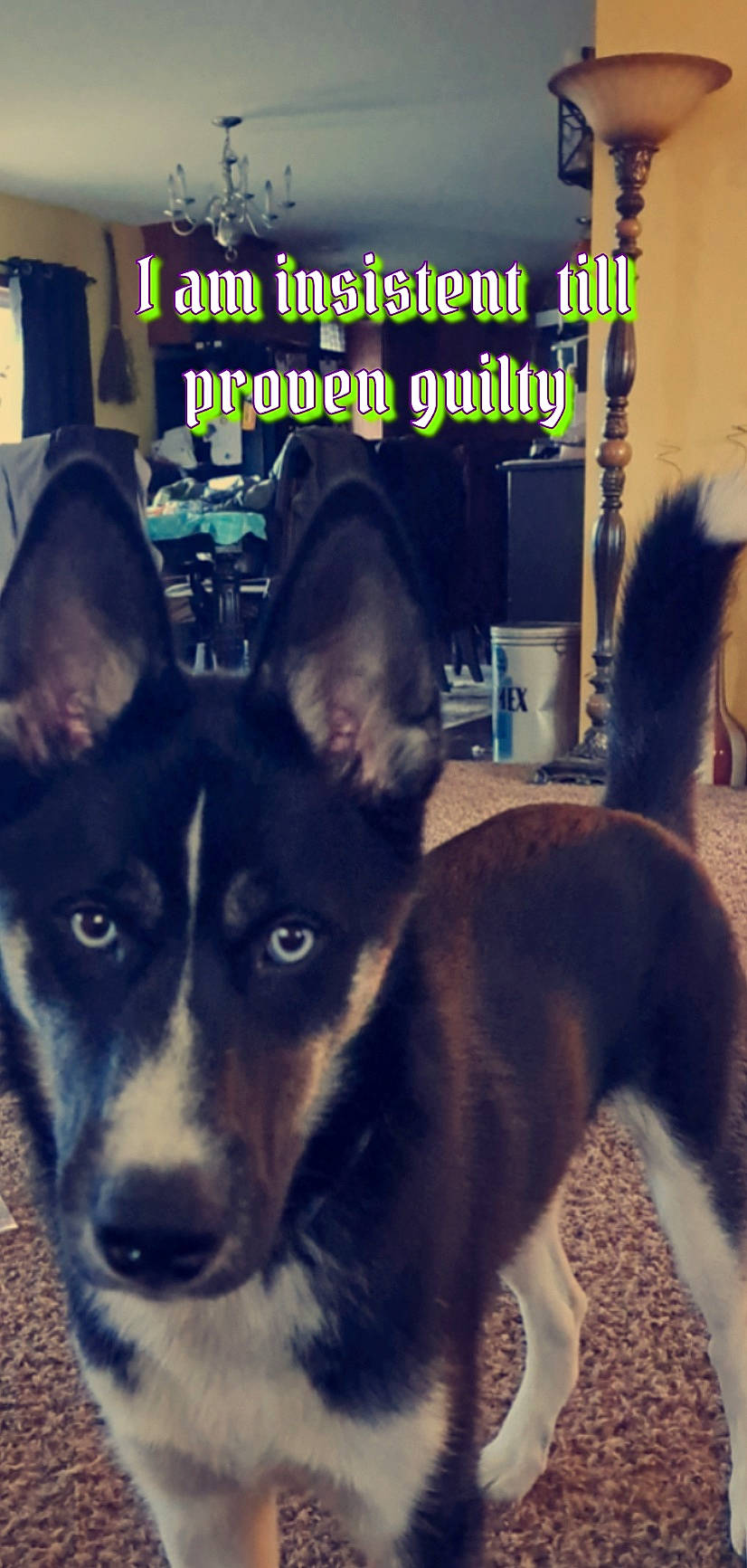 Rocky joined the competition — help win amazing prizes! canidae, carnivore, chair, companion_dog, dog, dog_breed, electric_blue, fur, herding_dog, light, mammal, photo_caption, sharing, snout, sporting_group, square, terrestrial_animal, whiskers, working_animal, working_dog