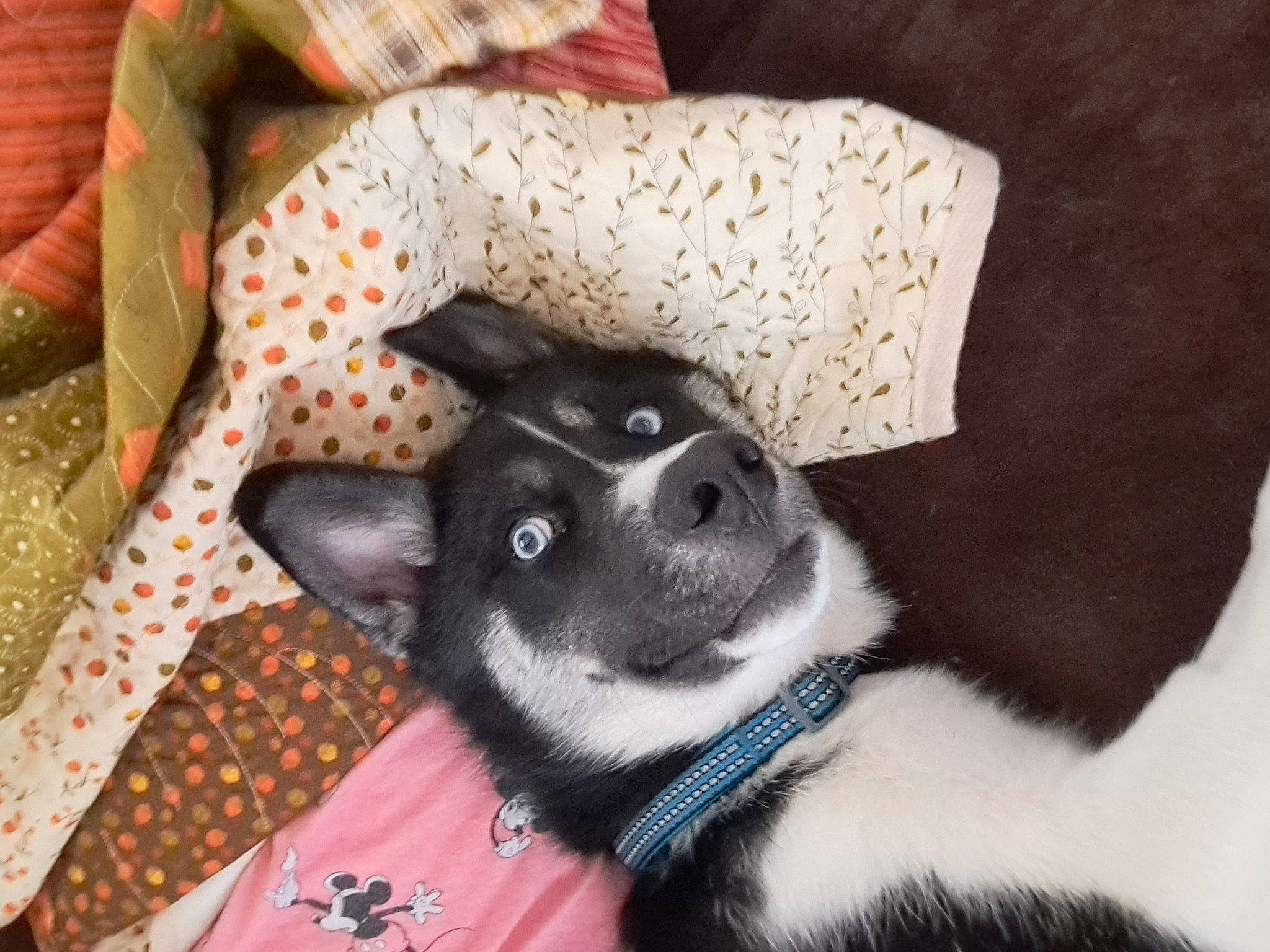 Rocky joined the competition — help win amazing prizes! canidae, carnivore, collar, comfort, companion_dog, couch, dog, dog_breed, fur, linens, non_sporting_group, pattern, paw, plaid, sporting_group, tail, whiskers, working_animal