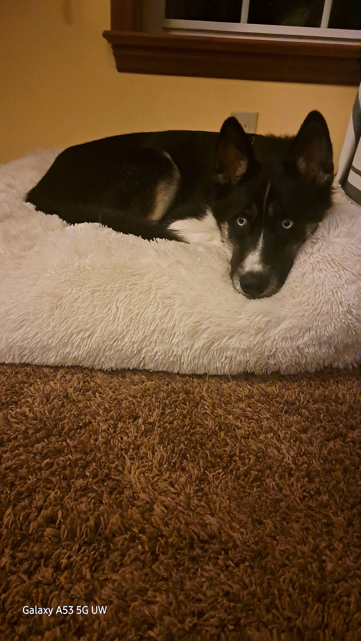 Rocky is registered to the contest to win money with this photo: canidae, carnivore, comfort, companion_dog, dog, dog_breed, fawn, flooring, fur, hardwood, non_sporting_group, paw, shadow, snout, sporting_group, tail, terrestrial_animal, tints_and_shades, wood, working_animal