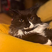 Brian joined the competition — help win amazing prizes! animal, black_and_white, cat, close_up, comfort, cozy, cute, domestic_cat, eyes, feline, fluffy_fur, fur, indoor, mammal, pet, portrait, relaxed, resting, whiskers, yellow_blanket