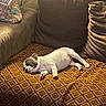 animal, blanket, brown_couch, couch, cozy, cute, dog, domestic_animal, floral_bag, furniture, indoor, nap, patterned_blanket, pet, pillow, puppy, relaxing, resting, sleeping, soft_lighting