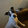 animal, ashtray, brown_couch, cigarette_pack, companion, curious, cute, dog, domestic, expression, furniture, head_tilt, household, indoor, looking_up, paw, pet, relaxed, wall, white_and_brown